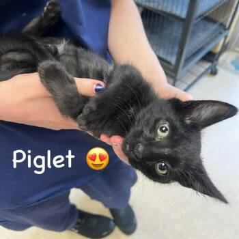 Piglet -  Domestic Short Hair Cat for Adoption in Carmel, Indiana - Piglet | PetCurious