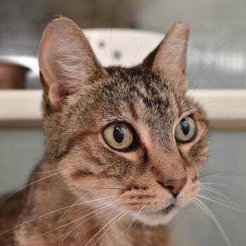 Nickel-as -  Domestic Short Hair Cat for Adoption in Ottawa, Kansas - Nickel-as | PetCurious