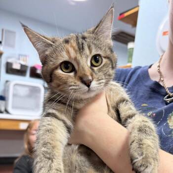 Bluebell -  Domestic Short Hair Cat for Adoption in Chico, California - Bluebell | PetCurious