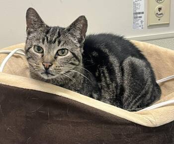 Rescue Domestic Short Hair Cats for Adoption in Cashiers, North Carolina - Macey | PetCurious