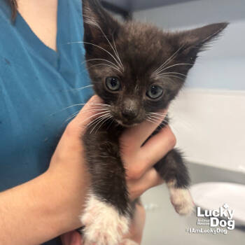 Rescue Domestic Short Hair Cats for Adoption in Washington, District Of Columbia - Barnabas | PetCurious