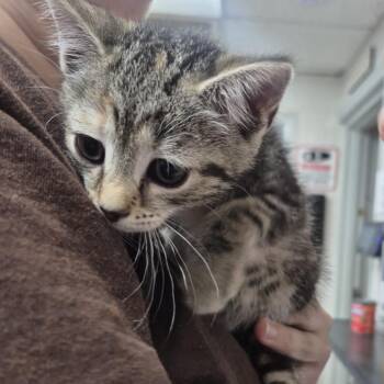 Domestic Short Hair Cats Available for Adoption in Newark, New Jersey - Churchill Belle | PetCurious