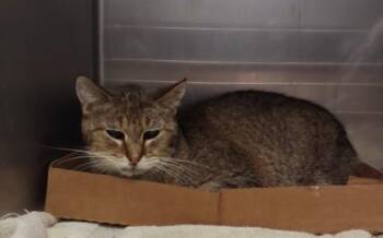 Domestic Short Hair Cats Available for Adoption - Carico 6 | PetCurious