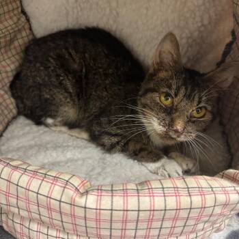 Sienna -  Domestic Short Hair Cat for Adoption in Redwood Falls, Minnesota - Sienna | PetCurious