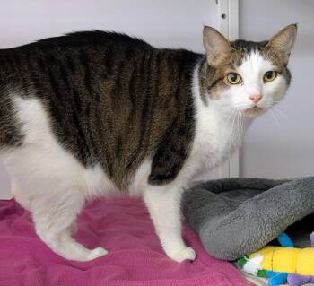 Betty Spaghetti (aka Annie) -  Domestic Short Hair Cat for Adoption in Youngtown, Arizona - Betty Spaghetti (aka Annie) | PetCurious