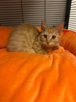 Cedar -  Domestic Medium Hair Cat for Adoption in Blountville, Tennessee - Cedar | PetCurious