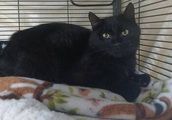 Domestic Short Hair Cats Available for Adoption in Dickson, Tennessee - Gatsby | PetCurious