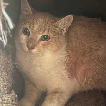 Daemin - Adoptable barn cat -  Domestic Short Hair Cat for Adoption in Flagstaff, Arizona - Daemin - Adoptable Barn Cat | PetCurious