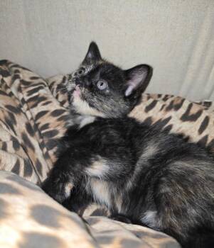Amiga -  Domestic Short Hair Cat for Adoption in San Antonio, Texas - Amiga | PetCurious