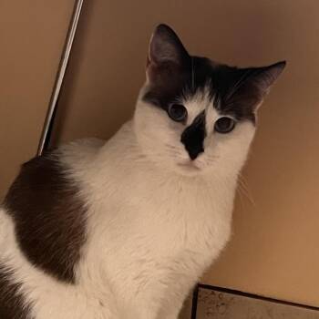 Diamond (Mama Cat) -  Siamese Cat for Adoption in Midland, Texas - Diamond (Mama Cat) | PetCurious