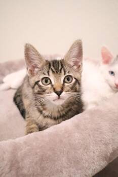 Domestic Short Hair Cats Available for Adoption in Burbank, California - LEA | PetCurious