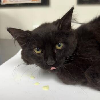 Alice -  Domestic Medium Hair Cat for Adoption in Birmingham, Alabama - Alice | PetCurious