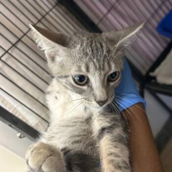 Yondu -  Domestic Short Hair Cat for Adoption in Lakeland, Florida - Yondu | PetCurious