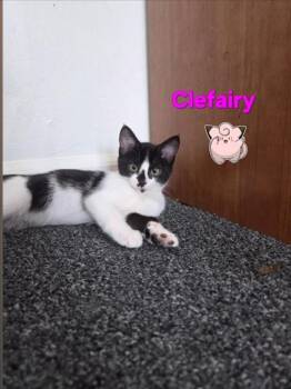 CLEFAIRY* -  Domestic Short Hair Cat for Adoption in Santa Cruz, California - CLEFAIRY* | PetCurious