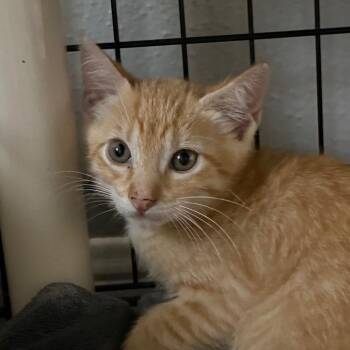 Cheddar -  Domestic Short Hair Cat for Adoption in Houston, Texas - Cheddar | PetCurious