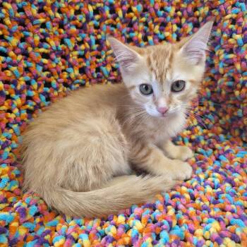 TRU-Stray-31490_2_3 -  Domestic Short Hair Cat for Adoption in Mt. Juliet, Tennessee - TRU-Stray-31490_2_3 | PetCurious