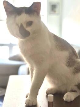 Cafecito -  Domestic Short Hair Cat for Adoption in Chicago, Illinois - Cafecito | PetCurious