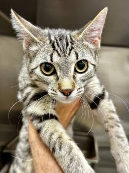Domestic Short Hair Cats Available for Adoption - Pinky | PetCurious
