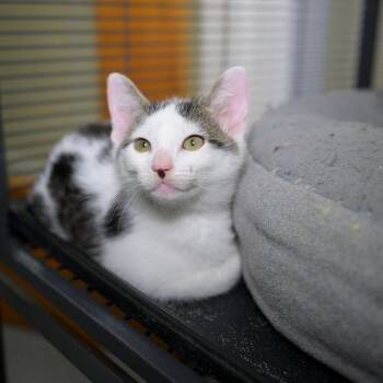 DRACO -  Domestic Short Hair Cat for Adoption in Richmond, California - DRACO | PetCurious