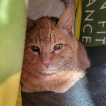 Max -  Domestic Short Hair Cat for Adoption in Walker, Michigan - Max | PetCurious