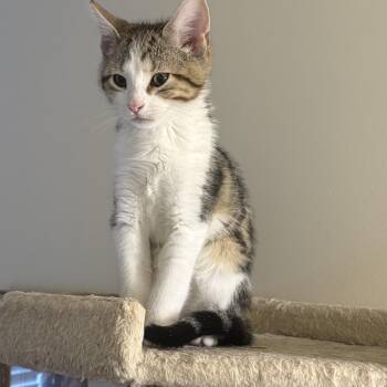 Jasper -  Domestic Short Hair Cat for Adoption in Kenhorst, Pennsylvania - Jasper | PetCurious