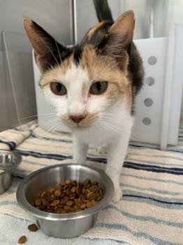 Domestic Short Hair Cats Available for Adoption - BISQUICK | PetCurious