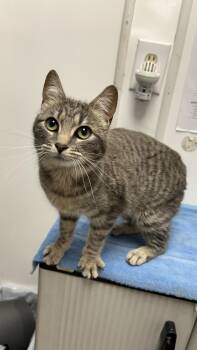 Domestic Short Hair Cats Available for Adoption in White Oak, Pennsylvania - Eden | PetCurious