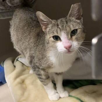 Domestic Short Hair Cats Available for Adoption in Fort Collins, Colorado - Jona | PetCurious