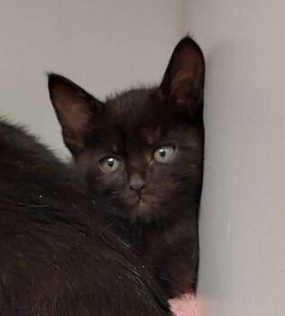 Rescue Domestic Short Hair Cats for Adoption in Atlanta, Georgia - Bonfire (onyx) | PetCurious