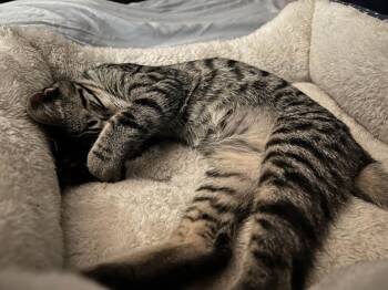 Rescue Domestic Short Hair Cats for Adoption in Grafton, Massachusetts - Pixie, Rosy And Barnacle | PetCurious