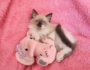 Flora -  Ragdoll and Himalayan Cat for Adoption in St. Augustine, Florida - Flora | PetCurious