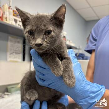 Domestic Short Hair Cats Available for Adoption in Washington, District Of Columbia - Webster | PetCurious
