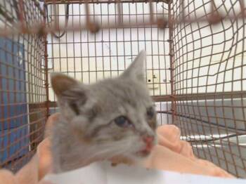 JACK -  Domestic Short Hair Cat for Adoption in Sacramento, California - JACK | PetCurious