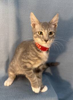 Sebastian -  Domestic Medium Hair Cat for Adoption in Minneapolis, Minnesota - Sebastian | PetCurious
