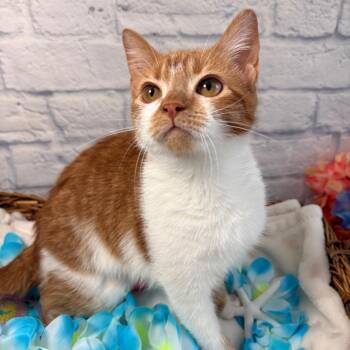 Satsuma -  Domestic Short Hair Cat for Adoption in Harrisonburg, Virginia - Satsuma | PetCurious
