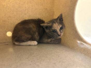 JEANNIE -  Domestic Short Hair Cat for Adoption in Tustin, California - JEANNIE | PetCurious