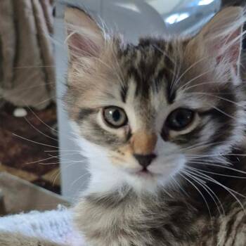 Mittens -  Domestic Medium Hair Cat for Adoption in Union City, Pennsylvania - Mittens | PetCurious