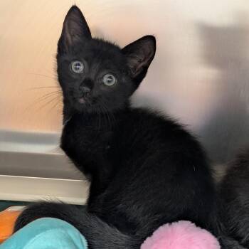 Arrow -  Domestic Short Hair Cat for Adoption in St. Augustine, Florida - Arrow | PetCurious