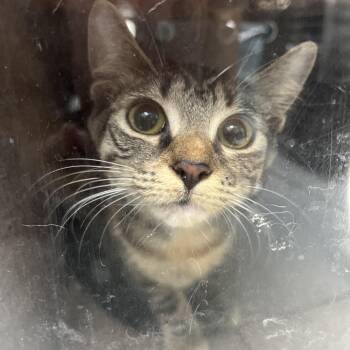 Cozmo -  Domestic Short Hair Cat for Adoption in Newark, New Jersey - Cozmo | PetCurious