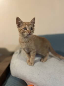 Rescue Domestic Short Hair Cats for Adoption in Zimmerman, Minnesota - Huey | PetCurious