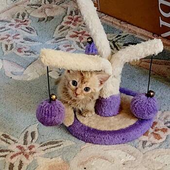 Maxi -  Domestic Short Hair Cat for Adoption in Fairfax, Virginia - Maxi | PetCurious