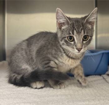 Rescue Domestic Short Hair Cats for Adoption in Willmar, Minnesota - Kat | PetCurious