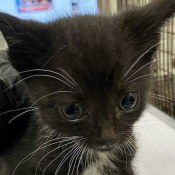 Rescue Domestic Short Hair Cats for Adoption in Las Cruces, New Mexico - Biggie | PetCurious