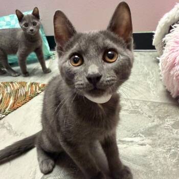 Ren 53955 -  Domestic Short Hair Cat for Adoption in Las Vegas, Nevada - Ren 53955 | PetCurious