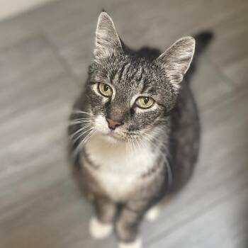 Rescue Domestic Medium Hair Cats for Adoption in Hollister, California - Will | PetCurious