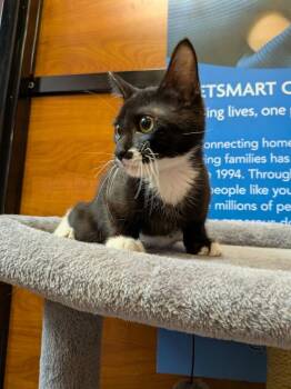 Rico -  Domestic Short Hair Cat for Adoption in Rowlett, Texas - Rico | PetCurious