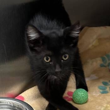 Pepper -  Domestic Short Hair Cat for Adoption in Naperville, Illinois - Pepper | PetCurious