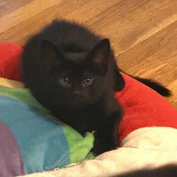 Shinx Rinaldi (Mew kitten) -  Domestic Short Hair Cat for Adoption in Merrifield, Virginia - Shinx Rinaldi (Mew Kitten) | PetCurious