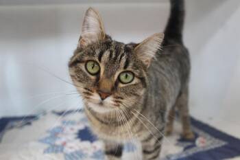 Iris -  Domestic Short Hair Cat for Adoption in Chestertown, Maryland - Iris | PetCurious