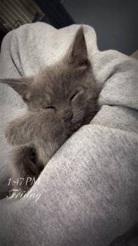 Holly B. -  Domestic Short Hair Cat for Adoption in Trenton, New Jersey - Holly B. | PetCurious